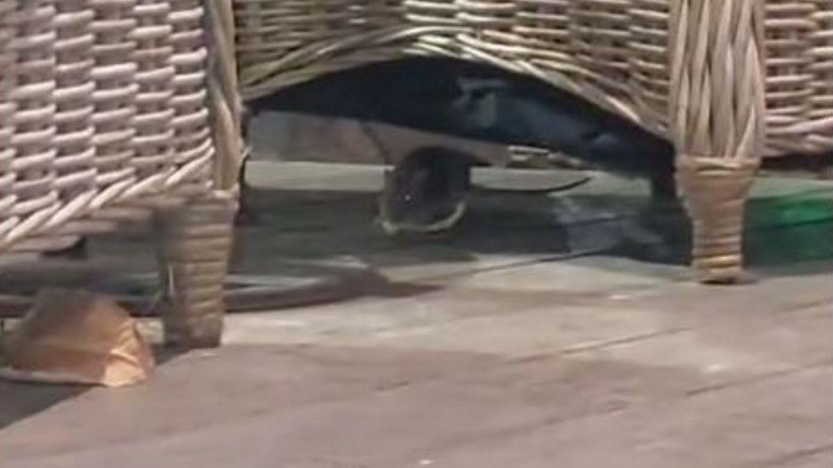 Las ratas campan a sus anchas en el Portal de Elche en pleno centro de Alicante