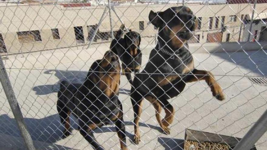 Imagen de los perros tomada en diciembre tras el ataque en la gasolinera.