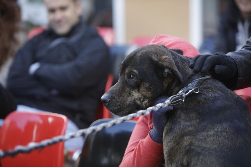 Wer rettet einen Hund aus Son Reus vor dem Tod?