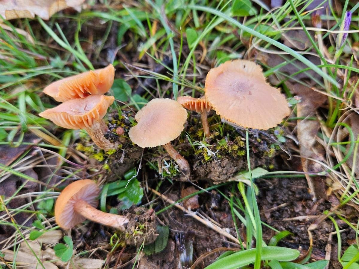 Laccaria Bicolor.