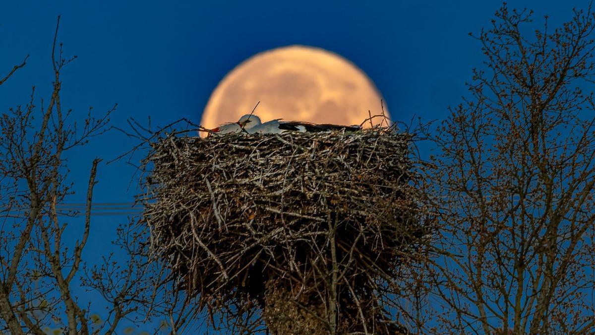un regalo de la naturaleza que convierte a la cigüeña en guardiana de un “huevo” de luz