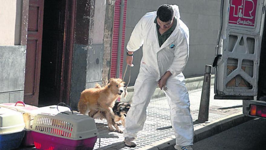 La Policía Local rescata a 39 perros y gatos de una vivienda en Guanarteme