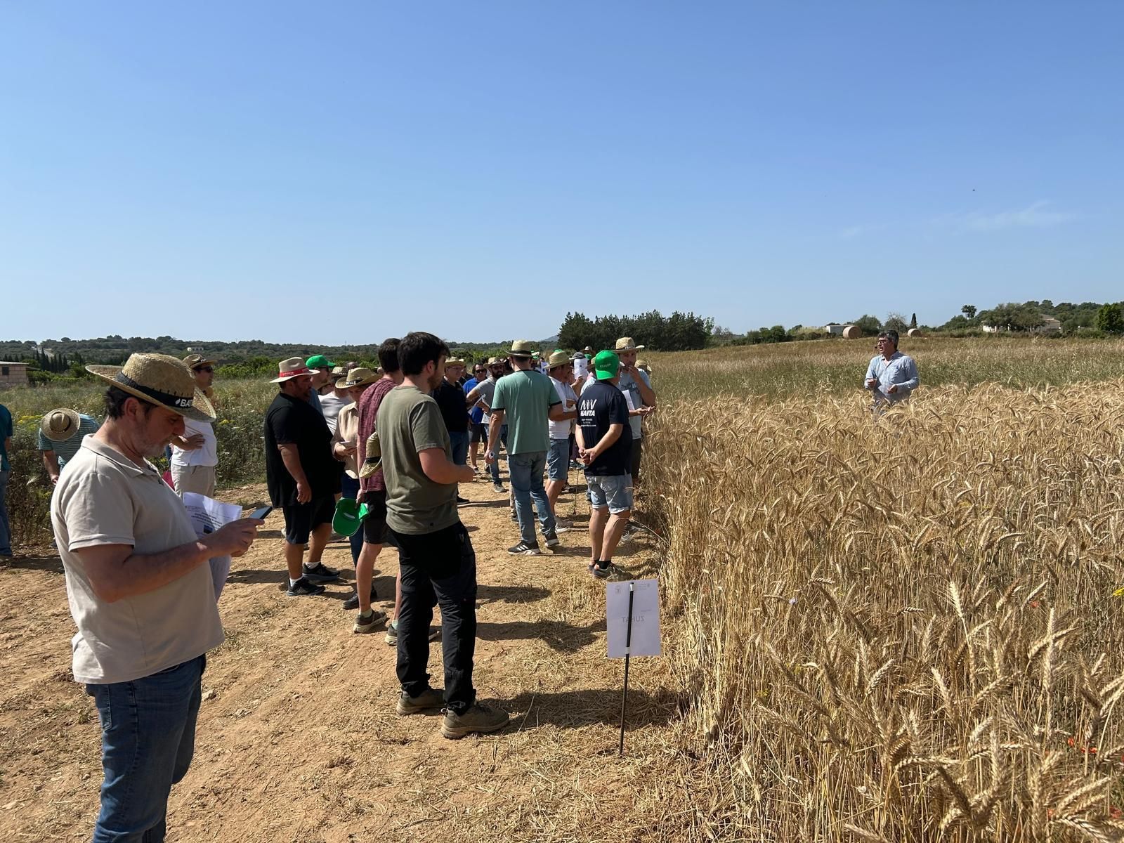 Agricultura | La jornada en el campo experimental de cereales en Maria de la Salut, en imágenes