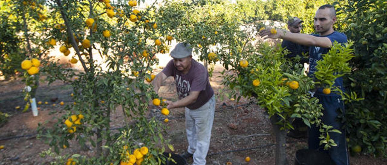 El cultivo del yuzu se abre paso en Les Valls