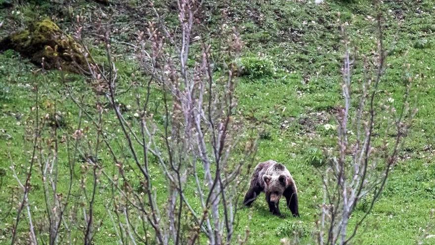 Un oso, en el puerto de San Isidro.