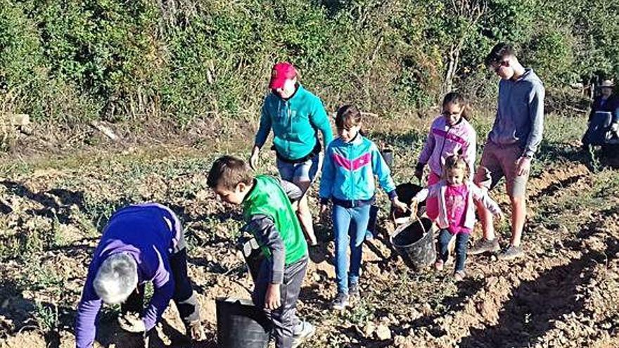 Los niños recogen las patatas y las depositan en los cestos.