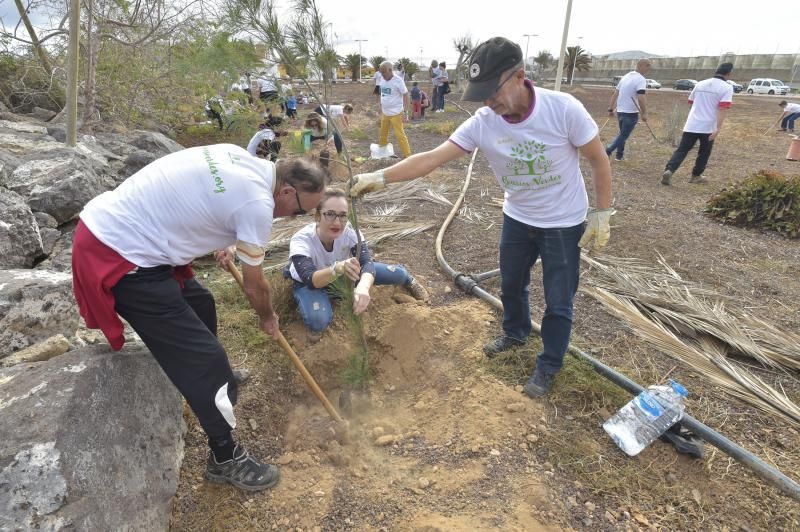 24-11-2019 TELDE. Plantación para nuevo jardín en un terreno junto a la rotonda de la playa de Melenara  | 24/11/2019 | Fotógrafo: Andrés Cruz