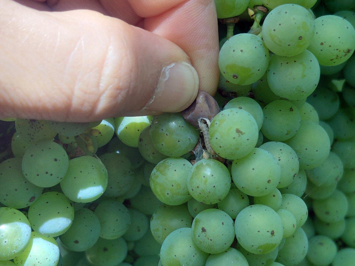 Los insectos pueden causar heridas por las que penetre la botrytis.