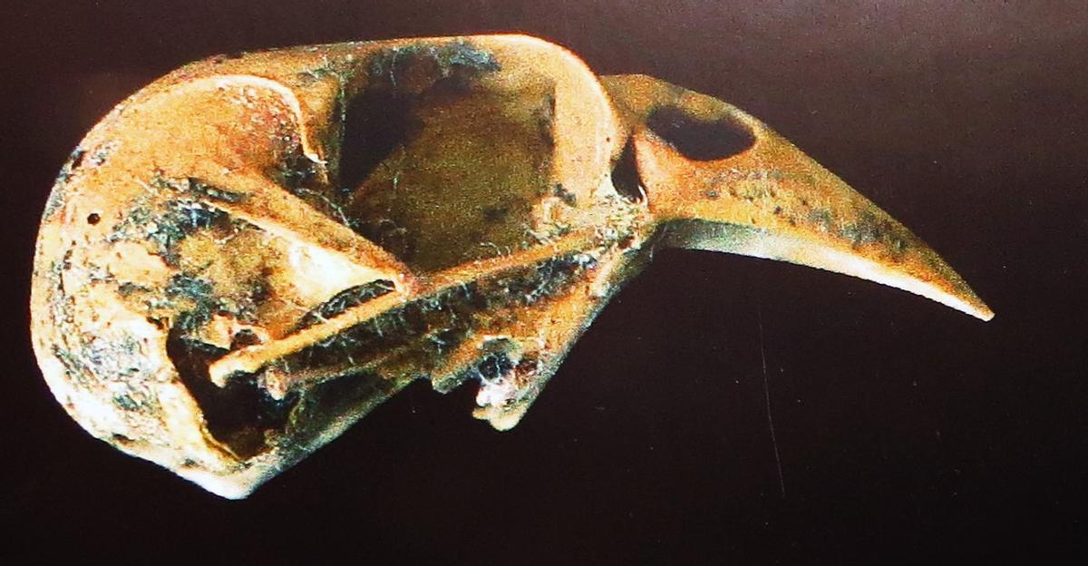 Cráneo de un verderón de Trias (Carduelis triasi), un pájaro que habitaba en las Islas Canarias.