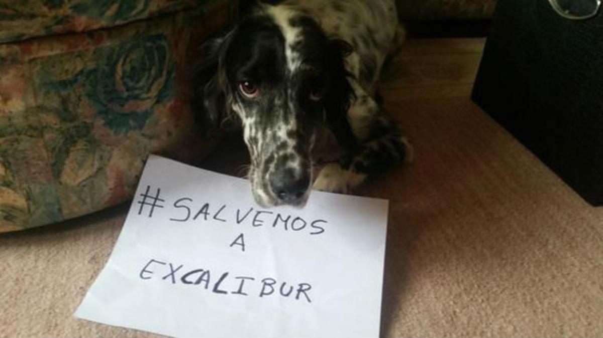 Campaña en Twitter para salvar al perro de la primera enfermera con el virus del ébola fuera de África, con la etiqueta #SalvemosaExcalibur.