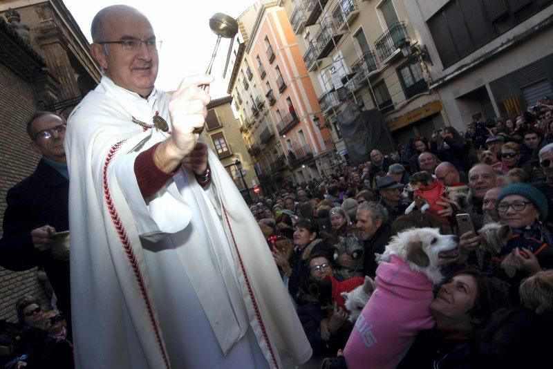 Celebración de San Antón, bendición de los animales