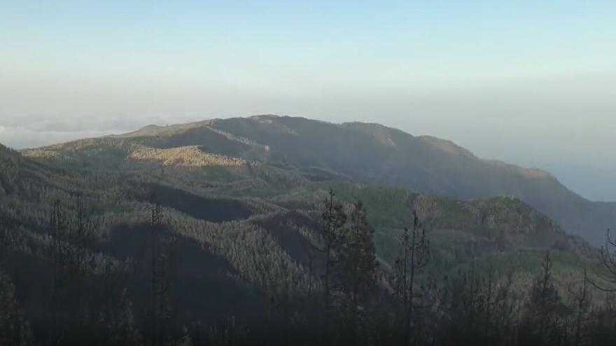 El estado de la corona forestal a los catorce días del incendio de Tenerife