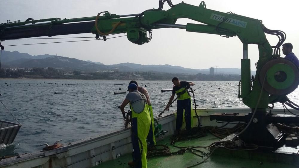 Así se pesca el mejillón malagueño