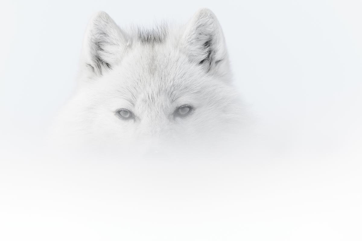 Retrato de un lobo ártico en la niebla. 