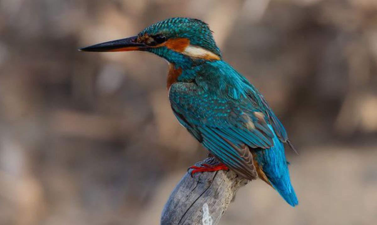 La extraordinaria riqueza ornitológica de ses Feixes   | VICENT MARÍ 