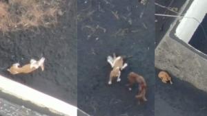 Obren diligències per possible delicte en el rescat dels gossos atrapats a La Palma