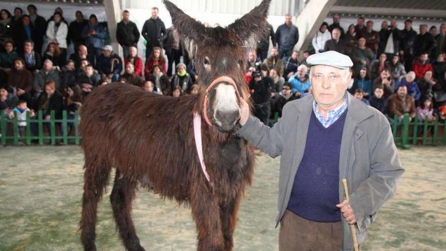 Exposición y subasta de burros celebrada el año pasado en San Vitero.