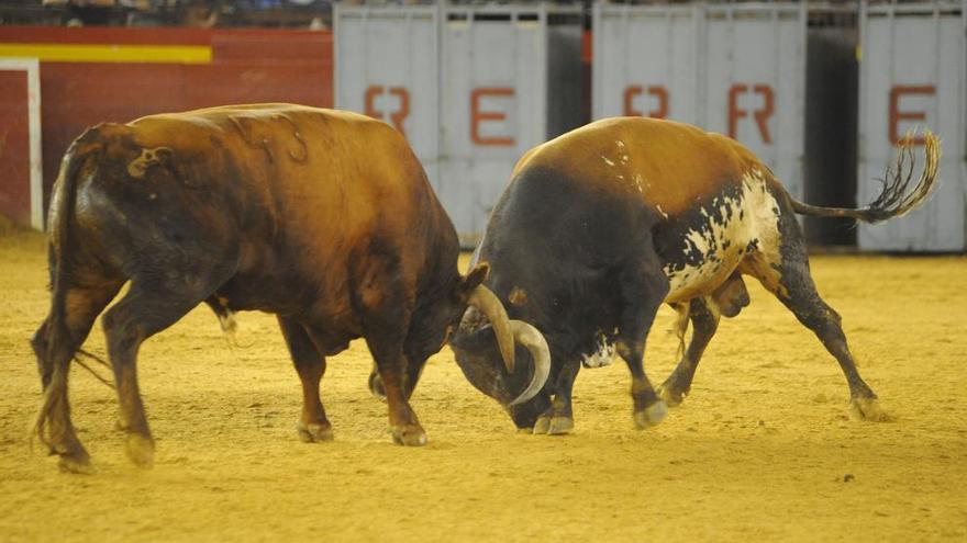 El toro que murió, a la izquierda. Foto: Mateo