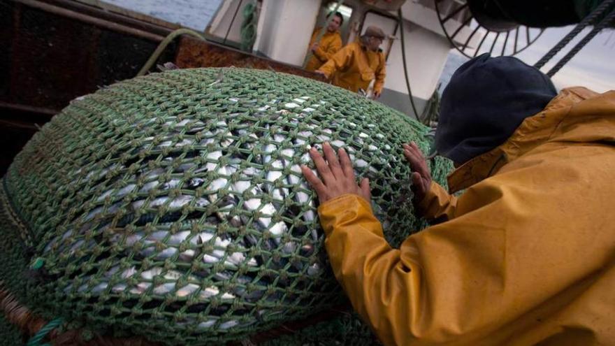 Un pescador sujeta una red de xarda en un arrastrero avilesino.