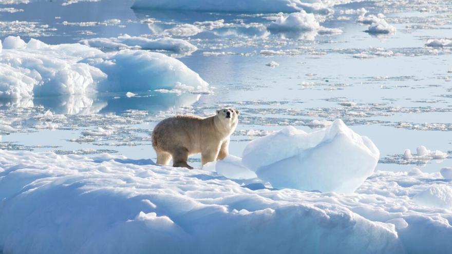 Un oso polar del sureste de Groenlandia sobre un glaciar, o hielo de agua dulce, a 61 grados norte en septiembre de 2016.