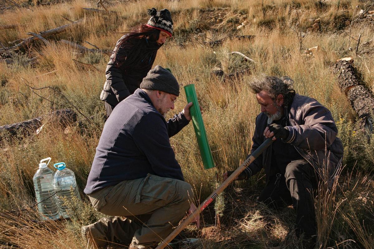 Así renacerá el Alto Mijares tras el gran incendio: más de 8.000 árboles para crear un bosque resistente al fuego Así renacerá el Alto Mijares tras el gran incendio: más de 8.000 árboles para crear un bosque resistente al fuego