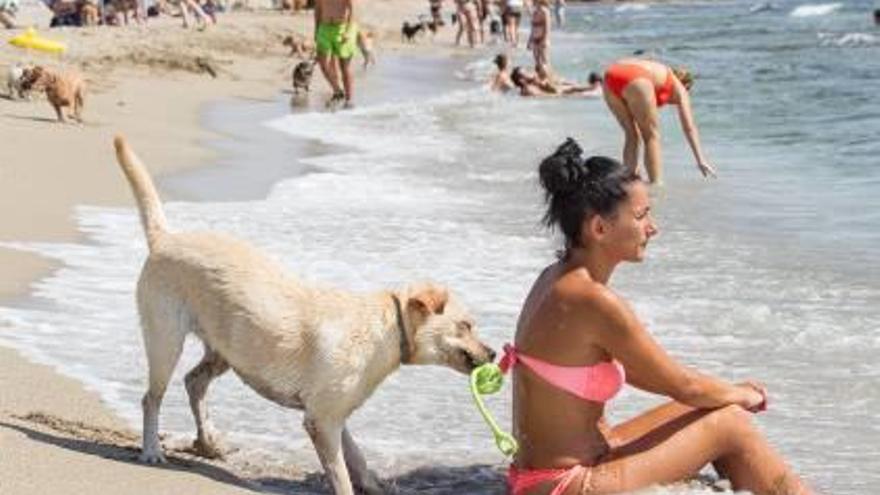 La Doggy Beach de Alicante amplía este año su temporada.