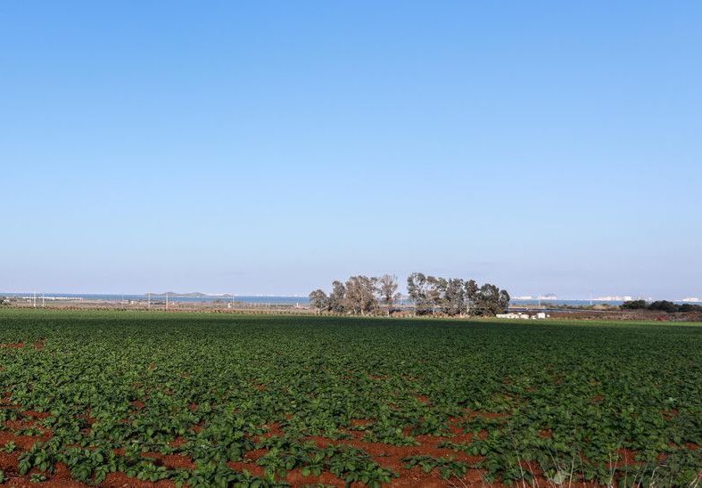 Terreno próximo a Los Nietos, donde se proyecta un área de renaturalización.