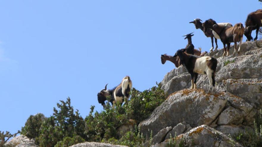 Resumen 2016: Polémica matanza de las cabras de es Vedrà