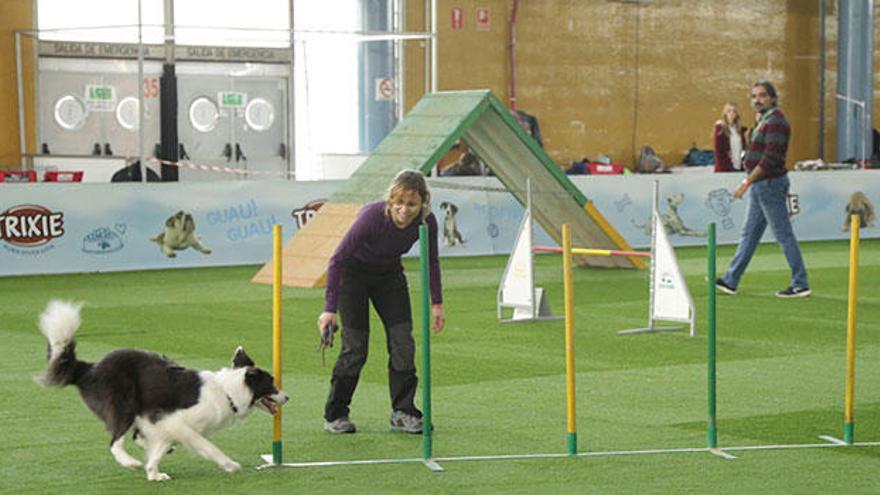 En Expocachorro adiestra a tu perro y participa en campeonatos caninos 