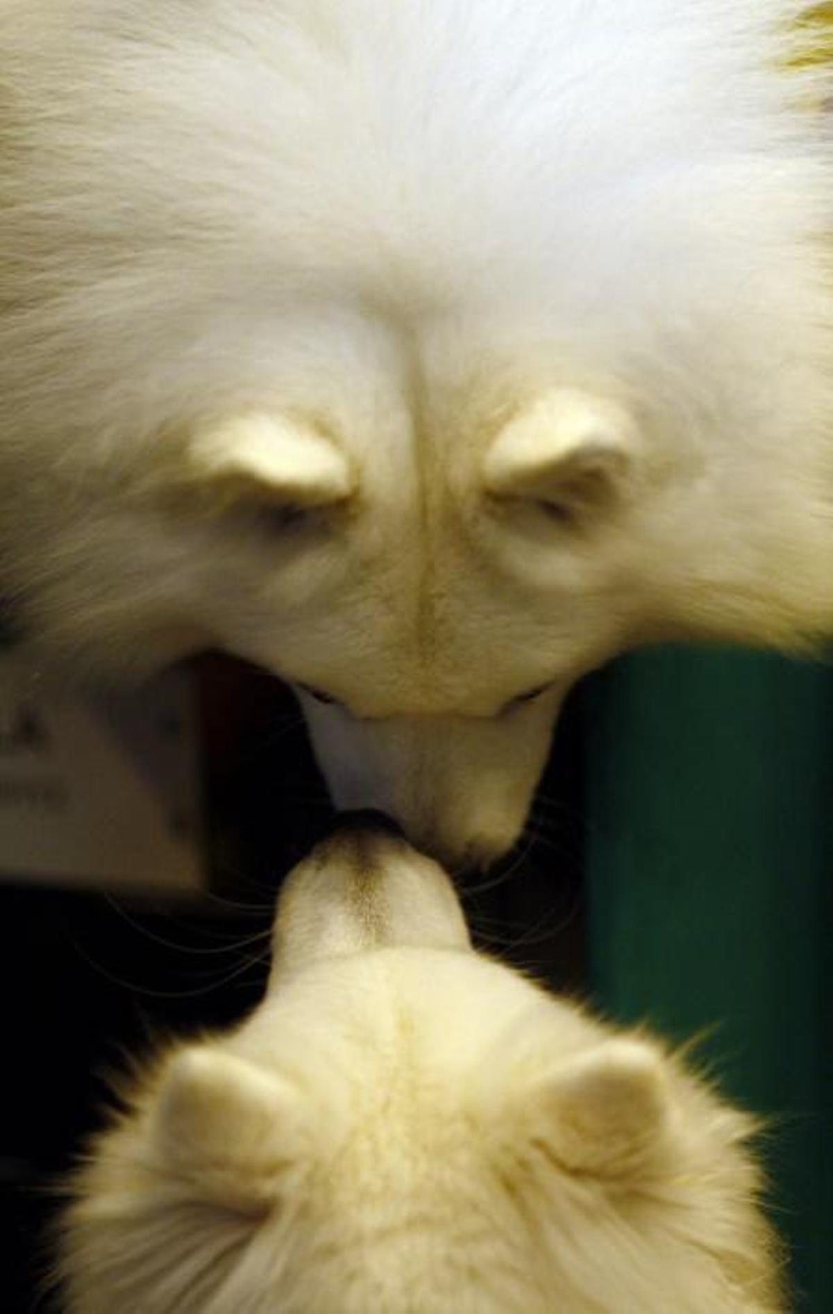 Crufts 2019: L'exhibició de gossos més gran del món