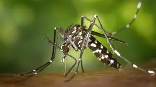 Sanidade aguarda el regreso del mosquito tigre este verano: "Todo hace pensar que se asentará aquí"