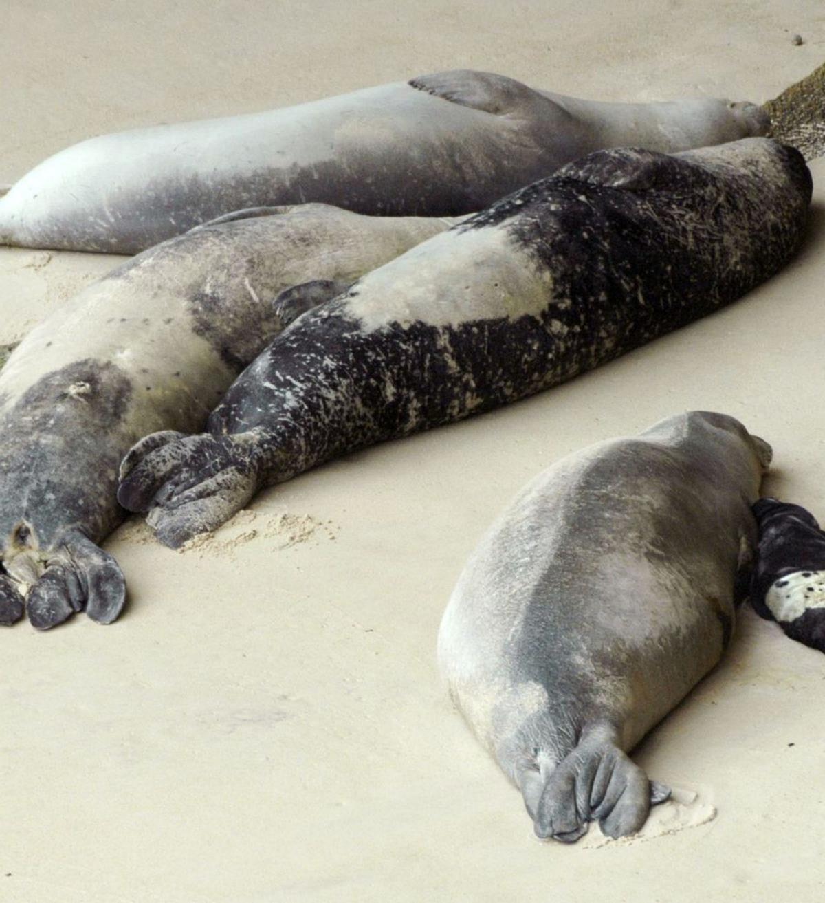Cría de foca monje capturada en el Albir en 1951. | FRANCISCO COELLO SUCH