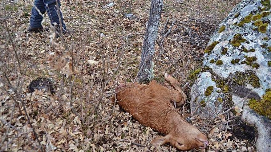 El ternero muerto en una ganadería de Pedrazales.
