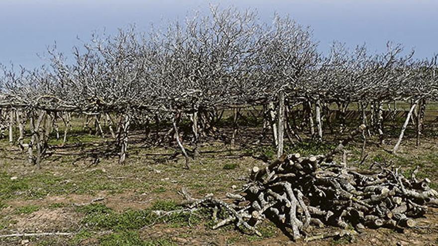 Sanean y apuntalan la mayor higuera centenaria de Formentera