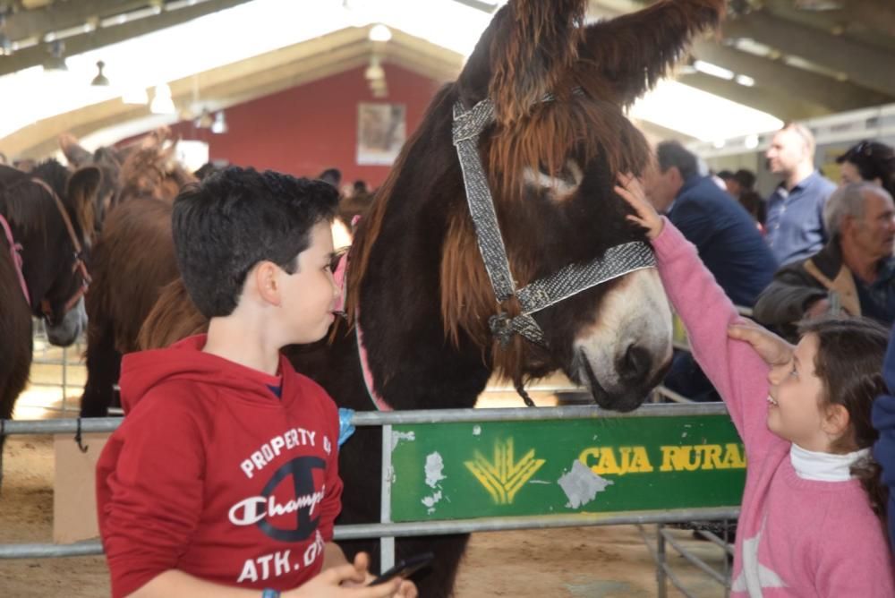 Feria del Burro y romería en San Vitero de Aliste