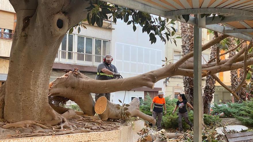 Un operario de la brigada municipal de Novelda cortando la rama caída en la Glorieta.