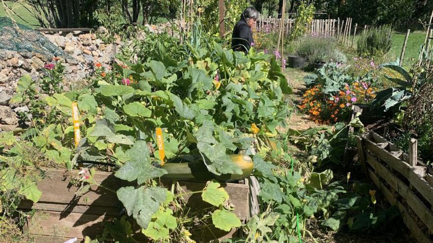 Un hort del projecte de recuperació de plantes locals | PARC DEL CADÍ