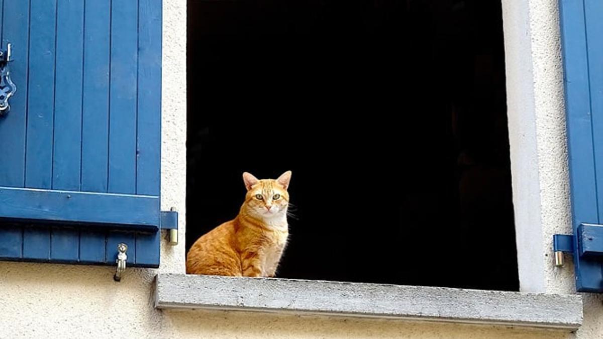 gato ventana
