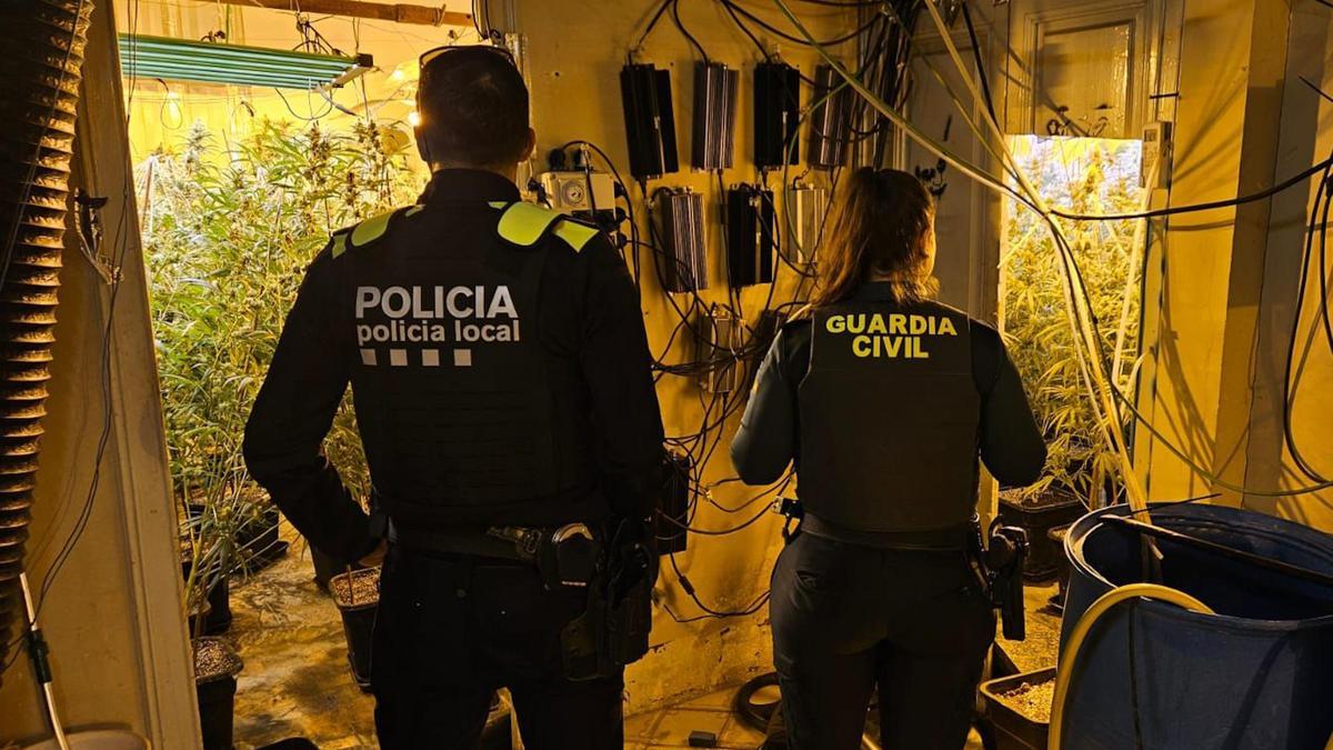 Actuació per desmantellar una plantació a Hostalric