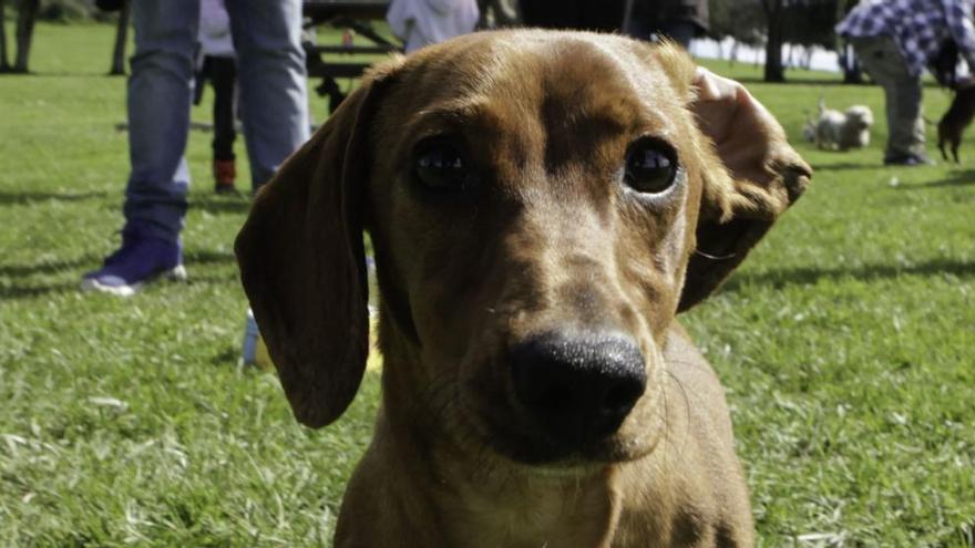 Gijón, una de las mejores ciudades de España para visitar con perro