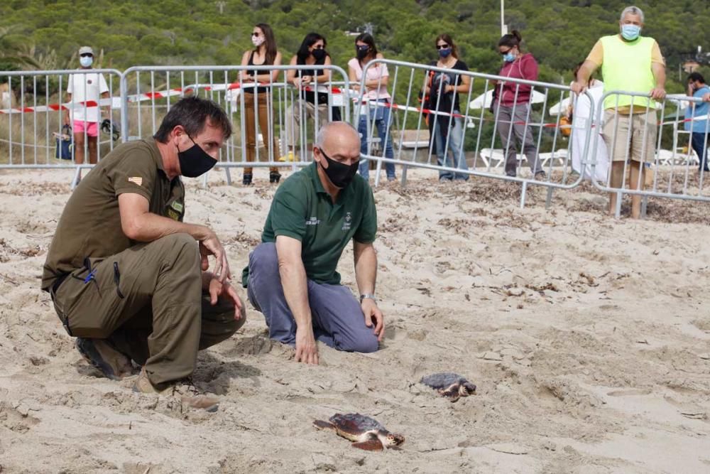 Liberadas en Ibiza 26 tortugas de la primera puesta registrada en Baleares