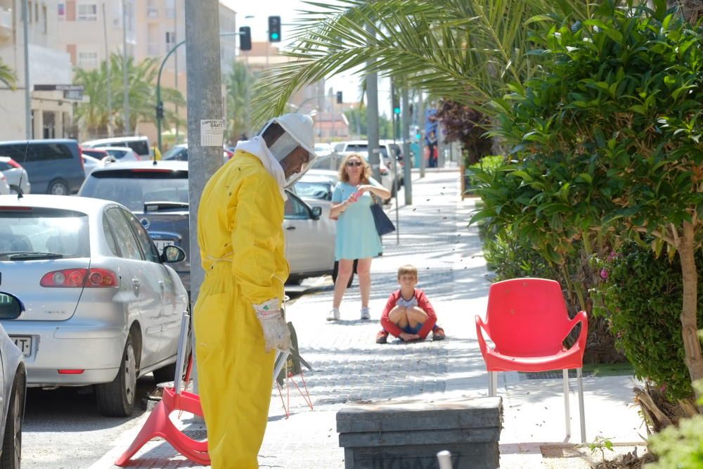 Revuelo en la calle principal de La Marina por un panal de abejas