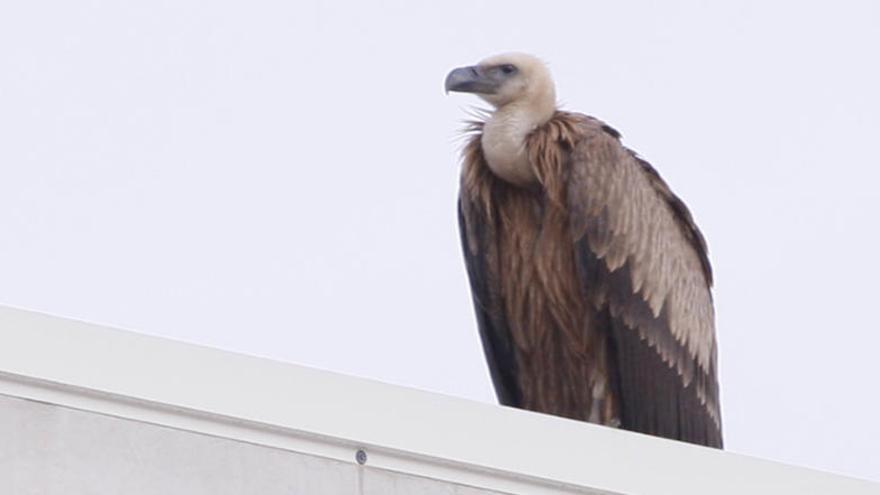 L&#039;animal va aparèixer al polígon