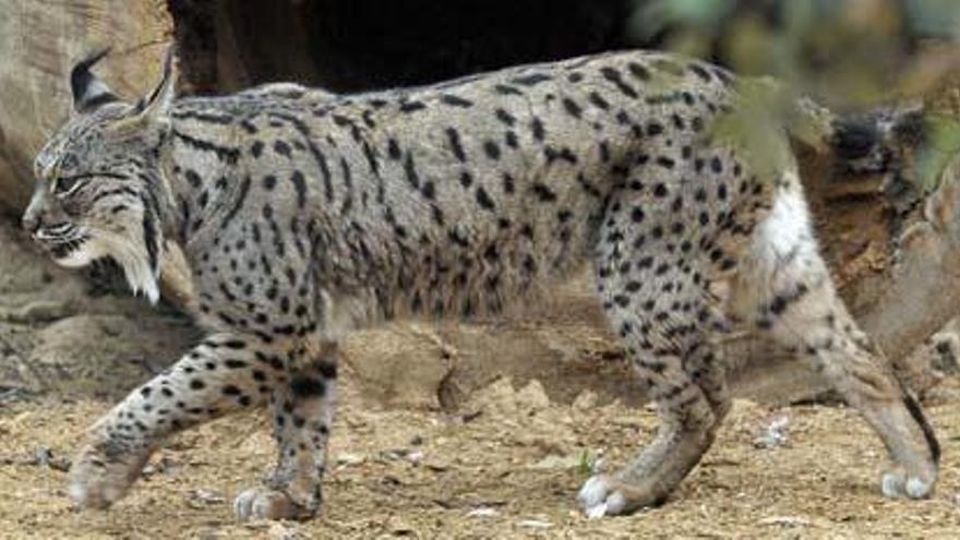 El director de Iberlince &quot;enfría&quot;  la posibilidad de reintroducir el felino en montes valencianos