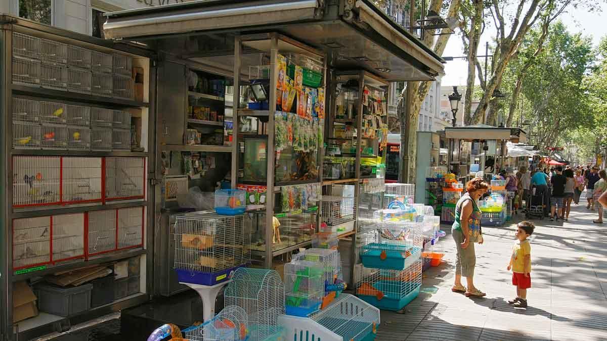 Els antics ocellaires de la Rambla de Barcelona, a un pas del desnonament aquest febrer