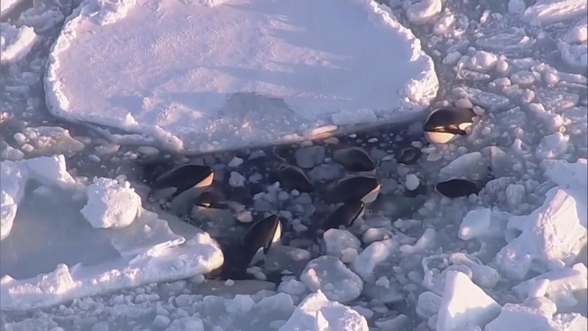 Agónico final feliz para las orcas atrapadas por el hielo en Japón