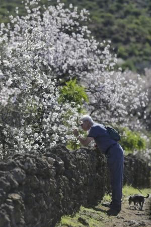 Ruta del Almendro en Flor en Santiago del Teide