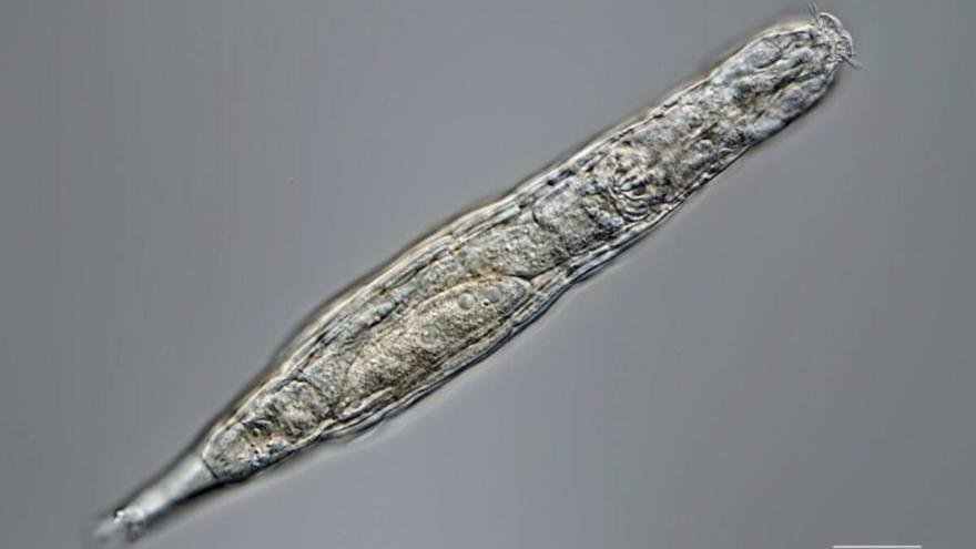 Un pequeño animal ‘resucita’ tras 24.000 años congelado