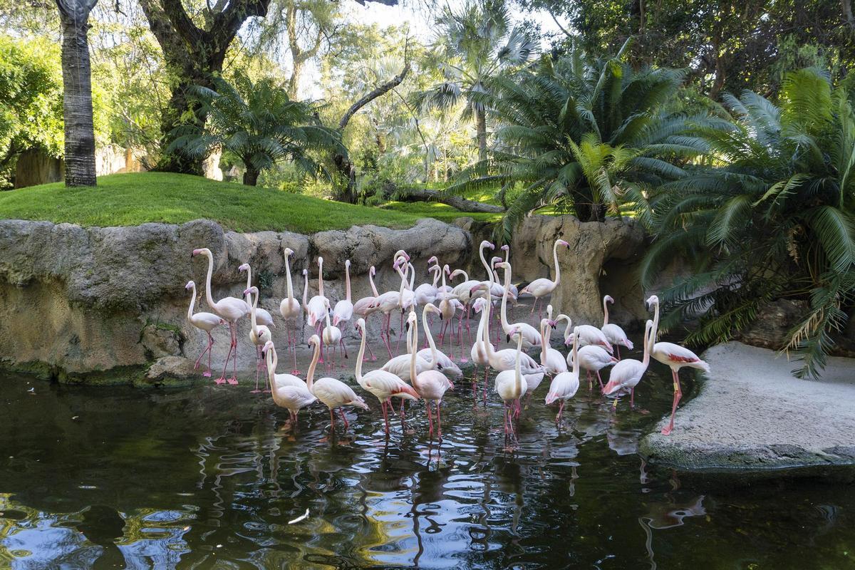 Flamencos en Bioparc Valencia.
