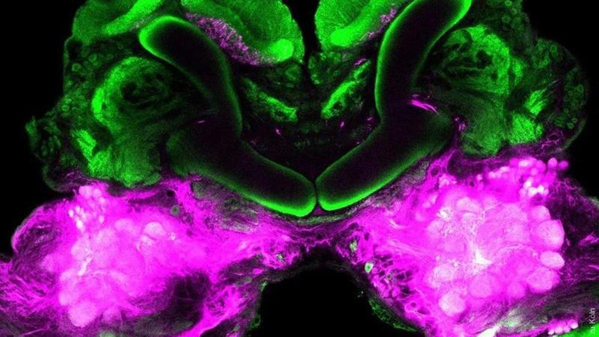 Cerebro de cucaracha que muestra partes del cuerpo en forma de hongo (verde) en la parte superior y partes de la vía sensorial para la percepción de olores (magenta) en el fondo.
